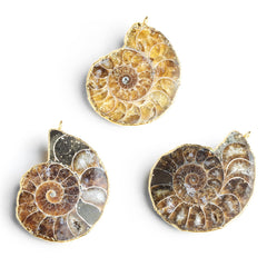 Fossil Beads